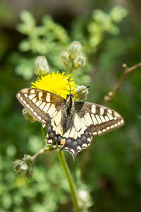 Close-up of butterfly perching on yellow flower