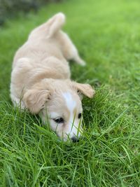 Dog lying on grass