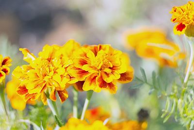 Close-up of yellow flowering plant