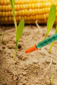 Close-up of plant growing on land