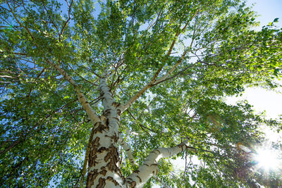 Low angle view of tree against sky