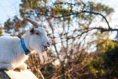 Side view of a goat