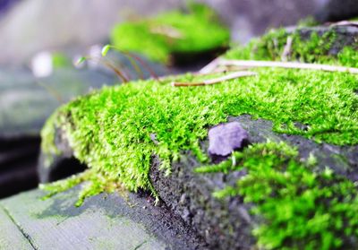 Close-up of plant growing on rock