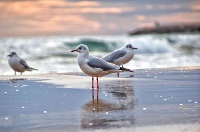 Seagulls on beach