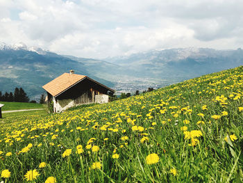 View of yellow flowers growing in field