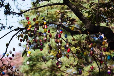 Low angle view of fruits hanging on tree