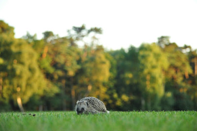 Close-up of turtle on field against sky