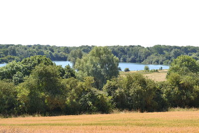 Scenic view of trees against clear sky