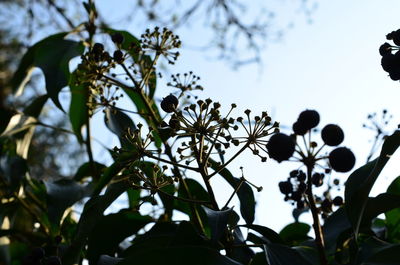 Low angle view of flowering plant against sky