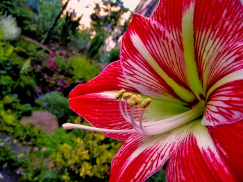 Close-up of bee pollinating on red hibiscus