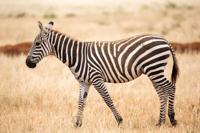 Zebra standing on field