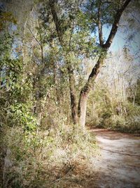 Trees growing in forest