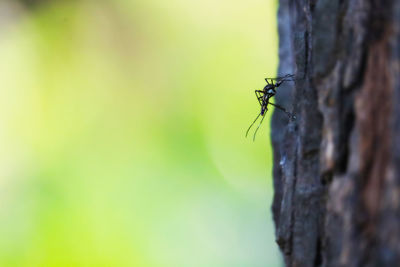 Close-up of insect on tree trunk