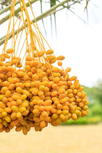 Close-up of fruits growing on tree