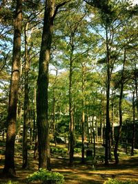 Trees growing in park