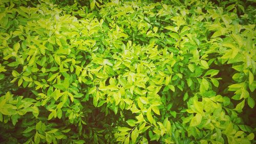 Full frame shot of green leaves