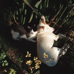 Close-up of white flowers