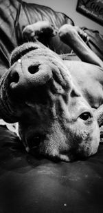 Close-up portrait of a dog