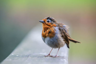 Close-up of robin perching outdoors