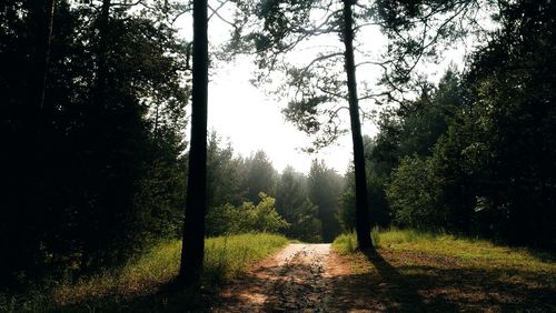 Trees in forest against sky