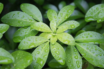 Close-up of water drops on leaves