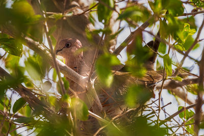 Low angle view of bird perching on branch