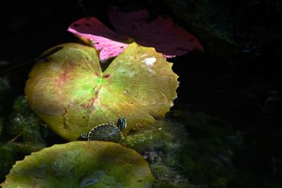 Close-up of leaves