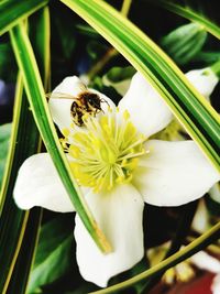 Close-up of bee pollinating on white flower