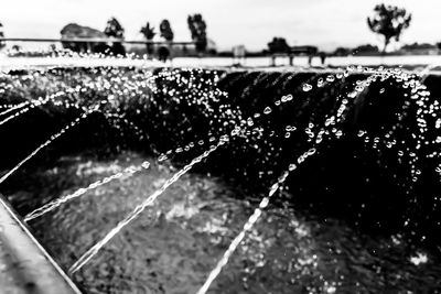 Close-up of water drops on plant