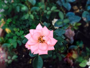 Close-up of pink flower