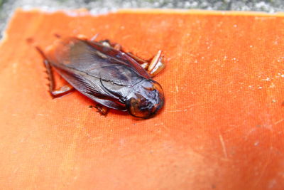 Close-up of housefly