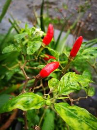 Close-up of red plant