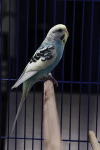 Close-up of bird perching in cage