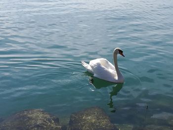 High angle view of swan swimming in lake