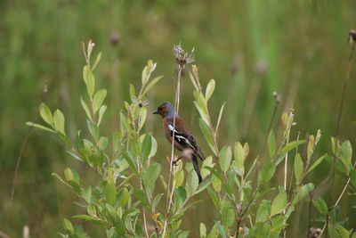 View of chaffinch perching on plant