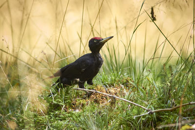 Black bird perching on a field