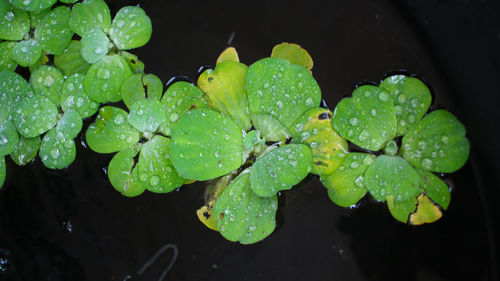 High angle view of raindrops on leaves