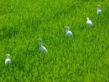 Flock of birds perching on field