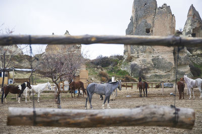 Horses grazing on field