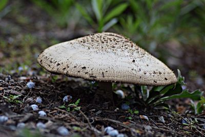 Close-up of mushrooms growing on field