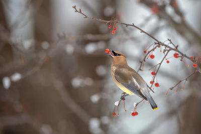 Close-up of bird perching on branch