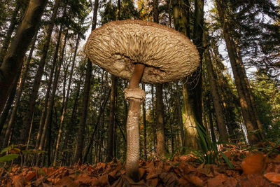Mushroom growing in forest