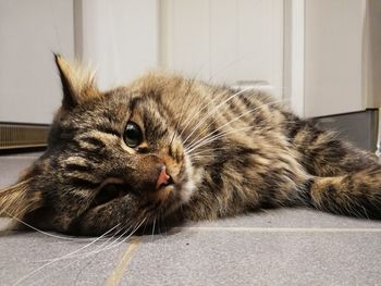 Close-up portrait of a cat resting