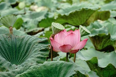 Close-up of pink lotus water lily in pond