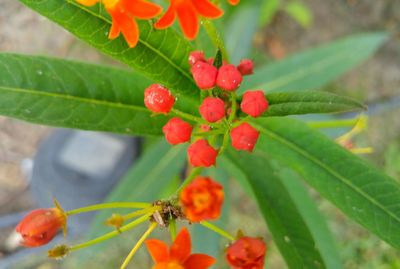 Close-up of insect on red flower