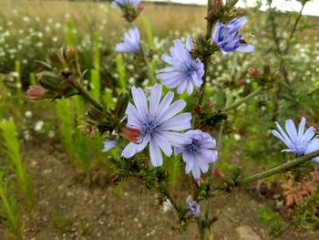 Close-up of purple flowering plant on field