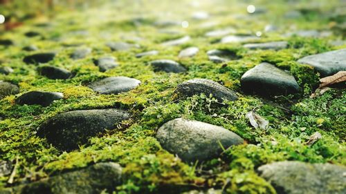 Moss growing on rocks