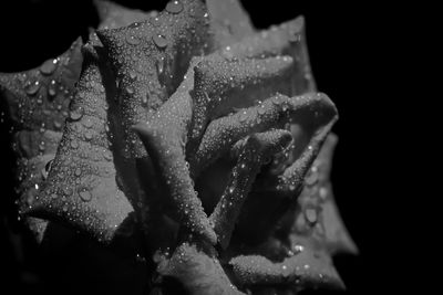 Close-up of wet flower against black background