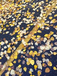 Fallen leaves on road