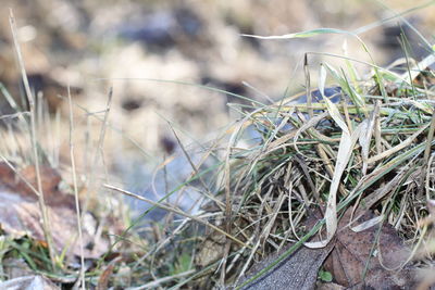 Close-up of dry grass on field during winter